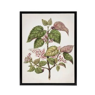 Artery8 New Zealand Makomako Flowering Plant Featon Framed Canvas Wall Art in Beige | Size: W24 x H32