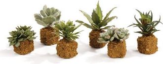 Napa Home & Garden Succulent Faux (Fake) Drop-Ins 5.5 in Green at Nordstrom