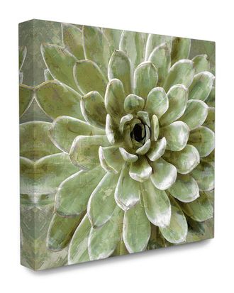 Stupell Industries The Stupell Home Decor Collection Green Painted Botanical Succulent Bloom