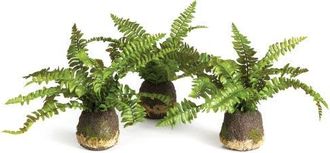 Napa Home & Garden Boston Fern Drop-Ins, Set Of 3 in Green at Nordstrom