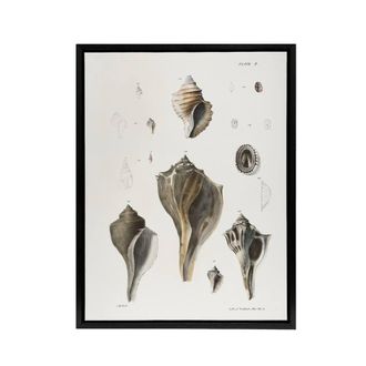 Artery8 James De Kay Types of Seashells Pencil Drawing Framed Canvas Art Print in White | Size: W24 x H32