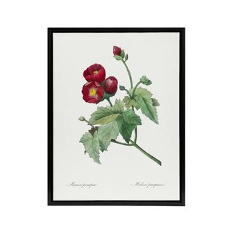 Artery8 Callirhoe Poppy Mallow Flower Redoute Vintage Framed Canvas Wall Art in White | Size: W24 x H32