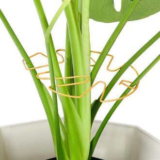 OEM Juego De 10 Soportes De Hierro Para Plantas Monstera, Accesorios De Dise&ntilde;o Exclusivo Para Plantas De Interior, Clips De Bamb&uacute; Para Un Crecimiento Exub