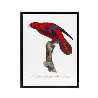 Artery8 The Blue Fringed Red Lori Parrot Levaillant Framed Canvas Wall Art in White | Size: W24 x H32