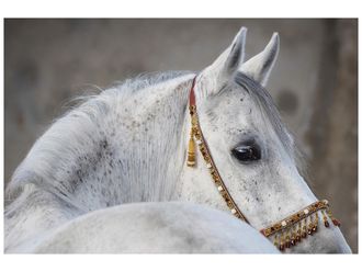 Schubiger M&ouml;bel Digitaldruck auf Glas Araber Hengst