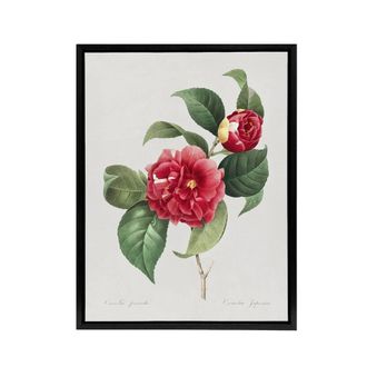 Artery8 Camelia Floral Illustration Redoute Black Framed Canvas Wall Art in White | Size: W24 x H32
