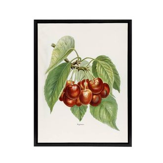 Artery8 Vintage Illustration of Bigarreau Cherries Wright Framed Canvas Art in White | Size: W24 x H32