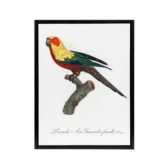 Artery8 The Sun Parakeet Parrot Francois Levaillant Framed Canvas Wall Art in White | Size: W24 x H32