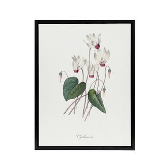 Artery8 Cyclamen Floral Illustration Redoute Black Framed Canvas Wall Art in White | Size: W24 x H32