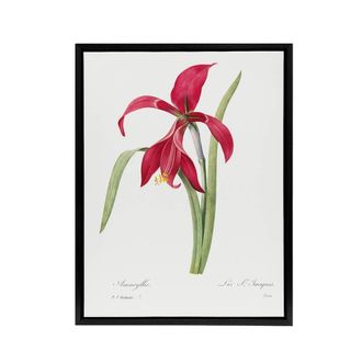 Artery8 Amaryllis Flower Floral Redoute Vintage Black Framed Canvas Wall Art in White | Size: W24 x H32