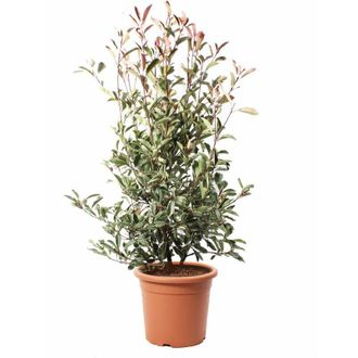 Kentis Kentis - Photinia &times; Fraseri Pink Marble - Pianta di Fotinia - Pianta da Siepe da Giardino - h 125-150 cm Vaso &oslash; 30 cm