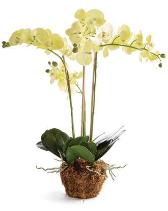 Napa Home & Garden Phalaenopsis Orchid Drop-In