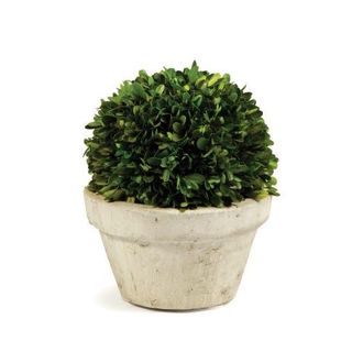 Napa Home & Garden Boxwood Ball In Pot Large in Brown at Nordstrom