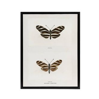 Artery8 Zebra Longwing Butterfly Sherman Denton Framed Canvas Wall Art Print in White | Size: W24 x H32