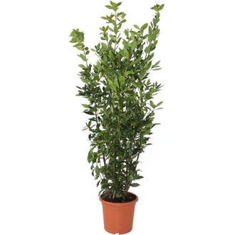 Kentis Laurus Nobilis - Pianta di Alloro - Pianta Vera da Esterno - H 200-220 cm Vaso &Oslash; 30 cm
