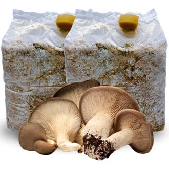 Acquaverde 10 Kit Coltivazione Funghi Cardoncelli, Pleutorus Eryngii, Fungo della Murgia Pugliese, Micelio selezionato di Prima Scelta, Ballette da 3 Kg