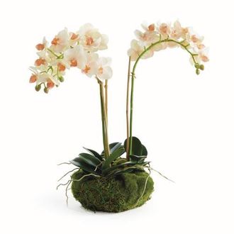 Napa Home & Garden Phalaenopsis Mini Garden Artificial Plant Drop-In in Pink at Nordstrom