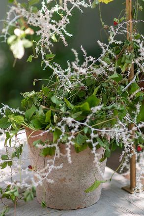 Terrain Earth Fired Clay Herb Pot + Saucer Set