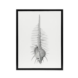 Artery8 Murex Shell Seashell Drawing Haeckel Botanical Framed Canvas Wall Art in White | Size: W24 x H32