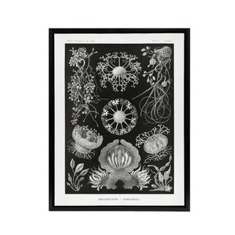 Artery8 Ascomycetes Fungi Species Vintage Haeckel Black Framed Canvas Wall Art | Size: W24 x H32