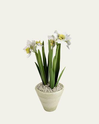 Tommy Mitchell Narcissus December Birth Flower in White Terracotta Pot