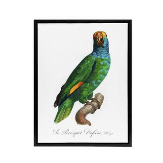 Artery8 The Blue Cheeked Amazon Parrot Levaillant Framed Canvas Wall Art Print in White | Size: W24 x H32