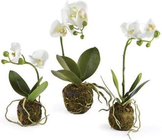 Napa Home & Garden Phalaenopsis Orchid Artificial Drop-Ins Set of 3 in White at Nordstrom