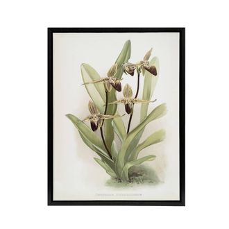Artery8 Frederick Sander Cypripedium Rothschildianum Orchid Framed Canvas Art | Size: W24 x H32