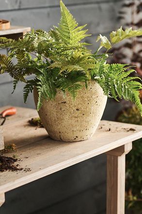 Terrain Barnacle Juliet Planter