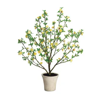 Frontgate Outdoor Blooming Patrinia Potted Plant - Frontgate
