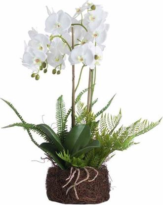 Hill Interiors Hill Interiors - Large Orchid and Fern Garden in Rootball Artificial Flower - Plastic - L52 x W52 x H57 cm - White