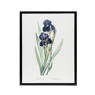 Artery8 Bearded Iris Botanical Redoute Vintage Black Framed Canvas Wall Art in White | Size: W24 x H32