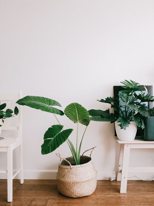 Pflanze steht am Boden in einem Korb von Ikea.