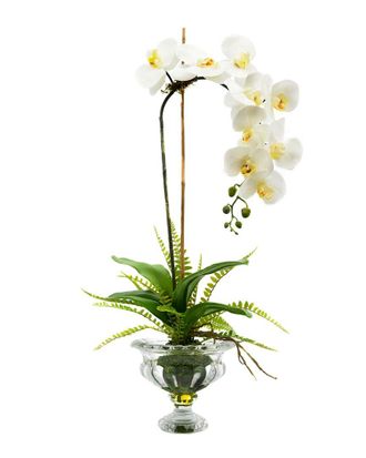 Creative Displays Inc. White Orchid With Fern Floral Arrangement