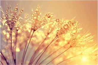 Schubiger M&ouml;bel Digitaldruck auf Acrylglas Pusteblume mit Morgentau