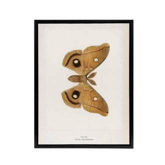 Artery8 Polyphemus Moth Vintage Illustration Denton Framed Canvas Wall Art in White | Size: W24 x H32