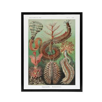 Artery8 Chaetopoda Marine Worms Haeckel Botanical Black Framed Canvas Wall Art | Size: W24 x H32