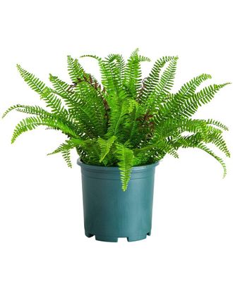 Nearly Natural 23In Uv-Resistant Artificial Boston Fern Plant With Real Touch Leaves (Indoor/Outdoor)