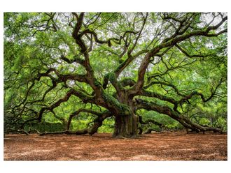 Schubiger M&ouml;bel Digitaldruck auf Glas Verzweigter Baum