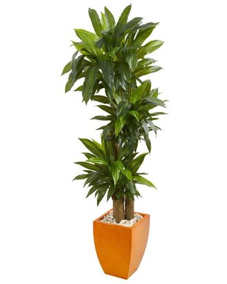 Nearly Natural 5.5Ft Dracaena Plant In Square Planter (Real Touch)