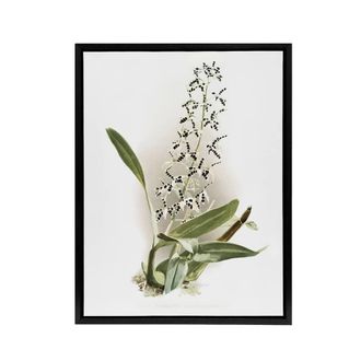 Artery8 Frederick Sander Epidendrum Prismatocarpum Orchid Framed Canvas Art | Size: W24 x H32