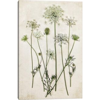 iCanvas Queen Annes Lace by Debbra Obertanec Canvas Wall Art in White-Multi at Nordstrom Rack, Size 18X12