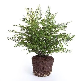 Napa Home & Garden Maidenhair Drop-In Faux (Fake) 23 in Green at Nordstrom