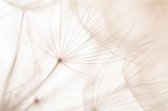 Schubiger M&ouml;bel Digitaldruck auf Acrylglas Pusteblume 2