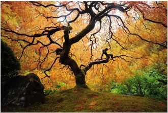 Schubiger M&ouml;bel Digitaldruck auf Acrylglas Der Baum