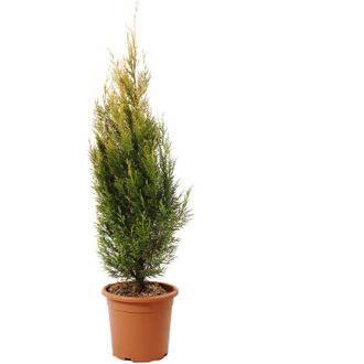 Kentis Pianta di Cipresso - Cupressocyparis Leylandii Pyramidalis Aurea - Piante Vere da Esterno - h 100/120 cm Vaso &oslash; 24 cm