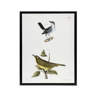 Artery8 James De Kay Gnatcatcher & Kentucky Warbler Framed Canvas Art Print in White | Size: W24 x H32