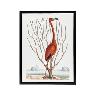 Artery8 Flamingo Bird Vintage Illustration Catesby Black Framed Canvas Art in White | Size: W24 x H32