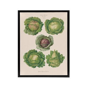 Artery8 Cabbages Botanical Kitchen Ernst Benary Framed Canvas Wall Art Print in White | Size: W24 x H32