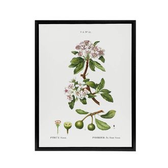 Artery8 Almond Leaved Pear Tree Redoute Vintage Black Framed Canvas Wall Art in White | Size: W24 x H32